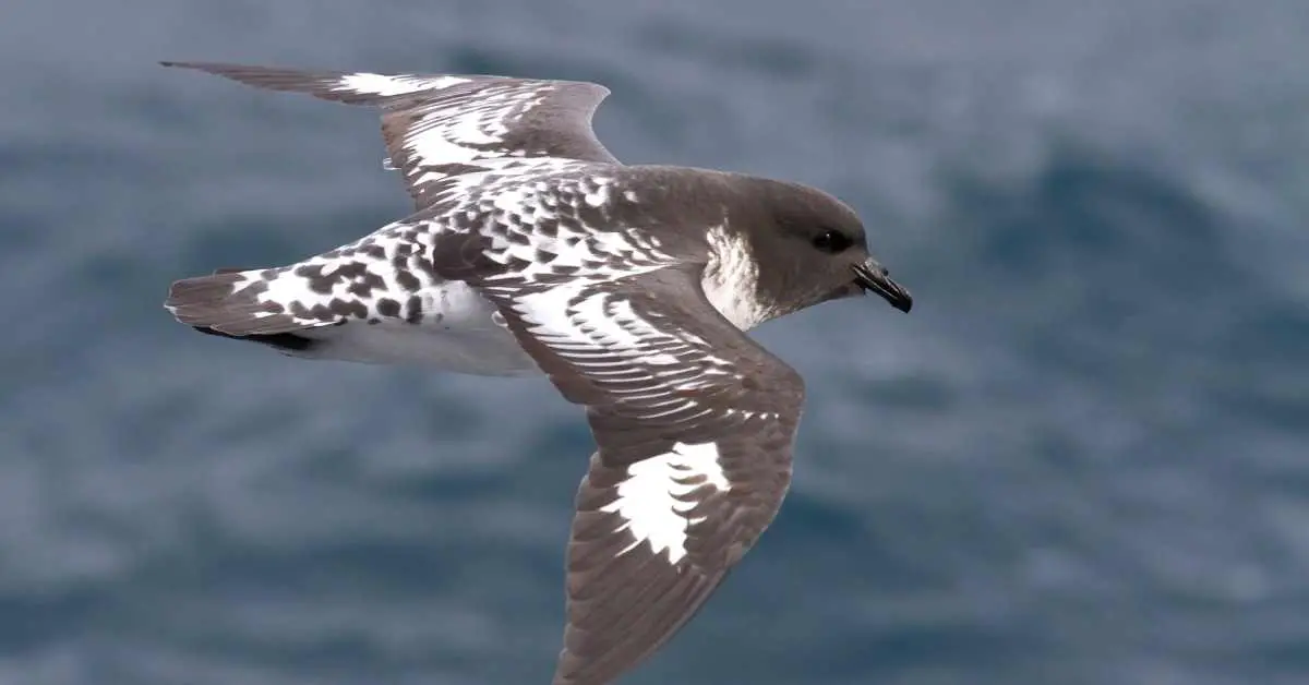 Can Pigeons Fly Over the Ocean?