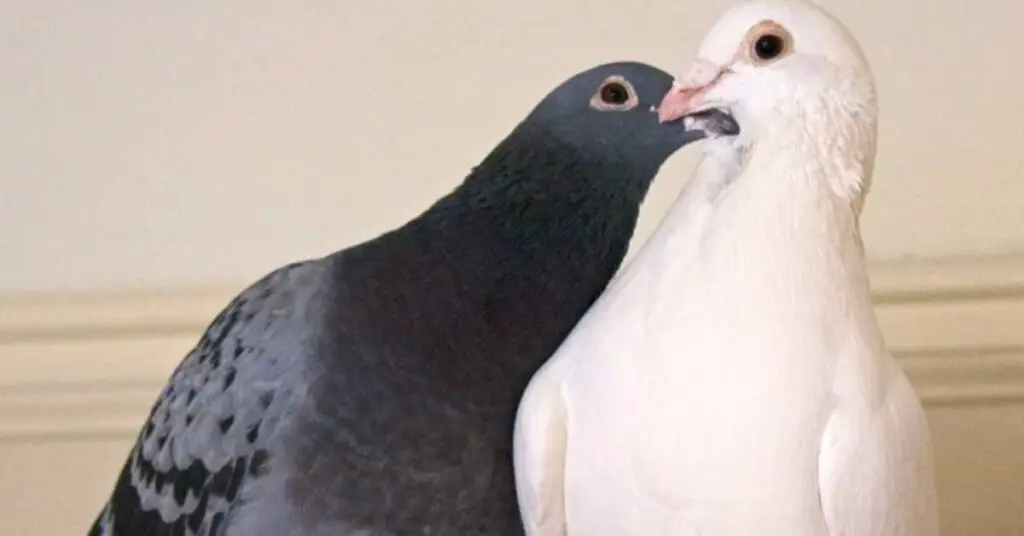 Can Pigeons and Doves Mate?