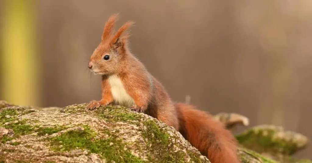 Can Squirrels Communicate with Each Other?
