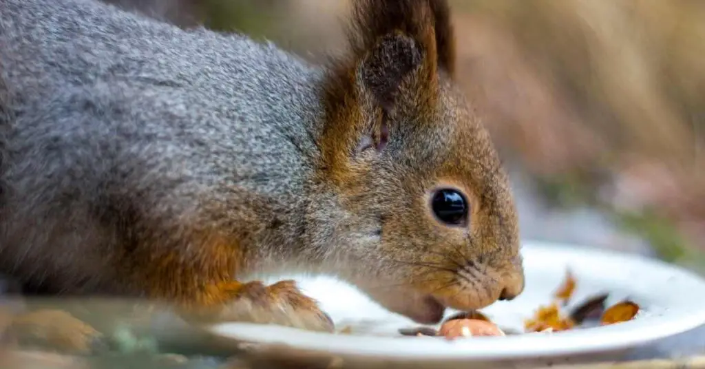 Can Squirrels Eat Dry Dog Food?