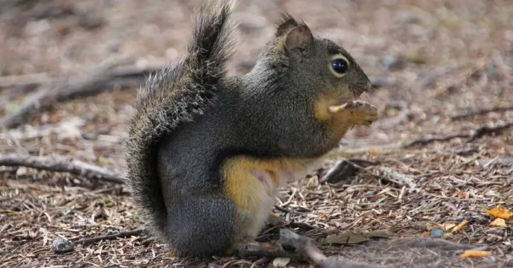 Can Squirrels Eat Potatoes?