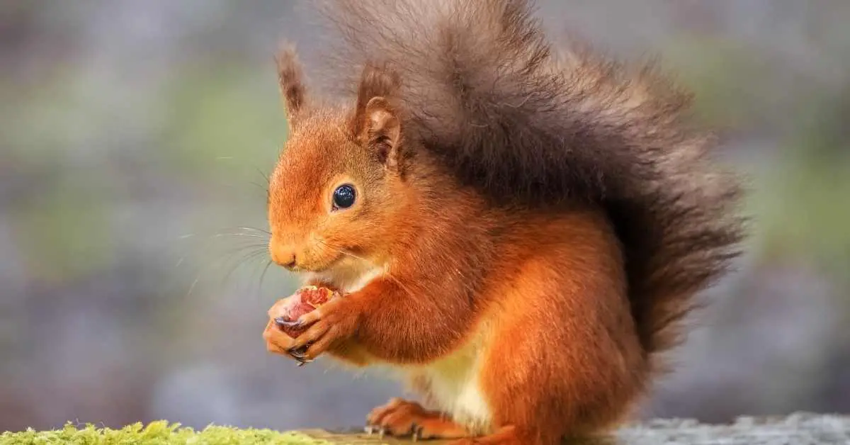 Do Red Squirrels Mate with Grey Squirrels?