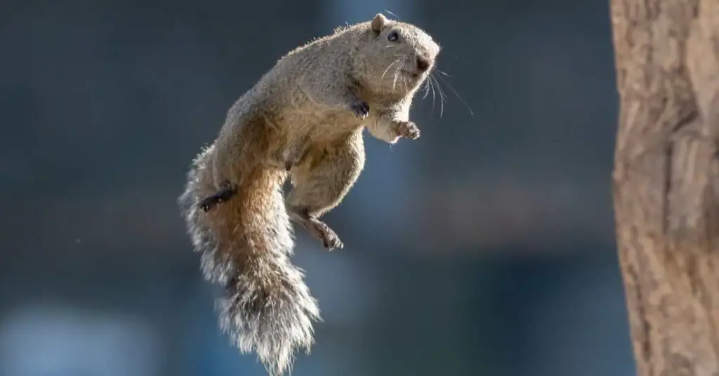 Do Squirrels Always Land on Their Feet?
