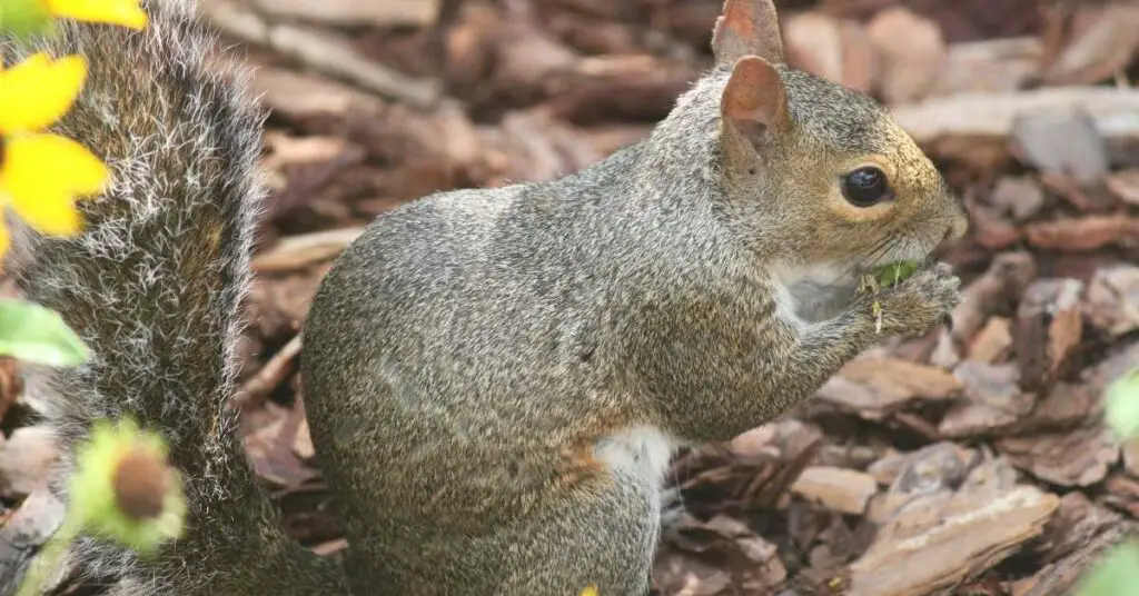 Do Squirrels Eat Roaches?