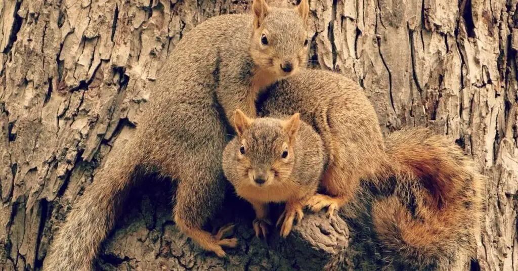 Do Squirrels Mate with Their Siblings?