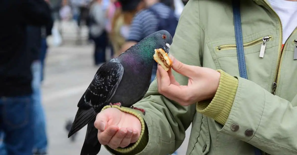 How to Get a Pigeon to Come to You?
