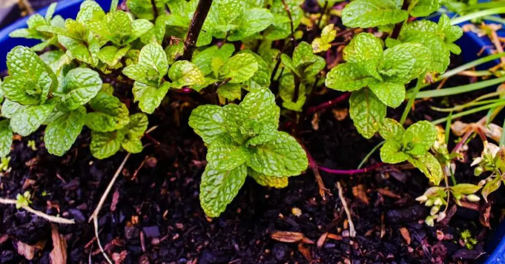 How to Tell If Mint Plant is Dead?