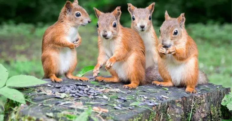 Name For Group Of Squirrels