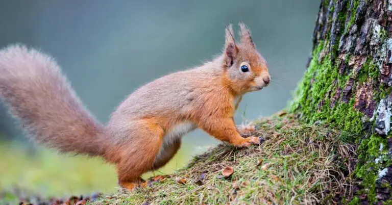 What Does Squirrel Urine Smell Like? (Explained)