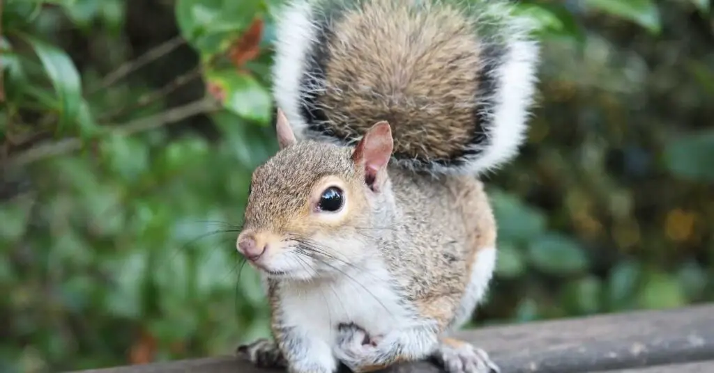 What Happens If a Squirrel Loses Its Tail?