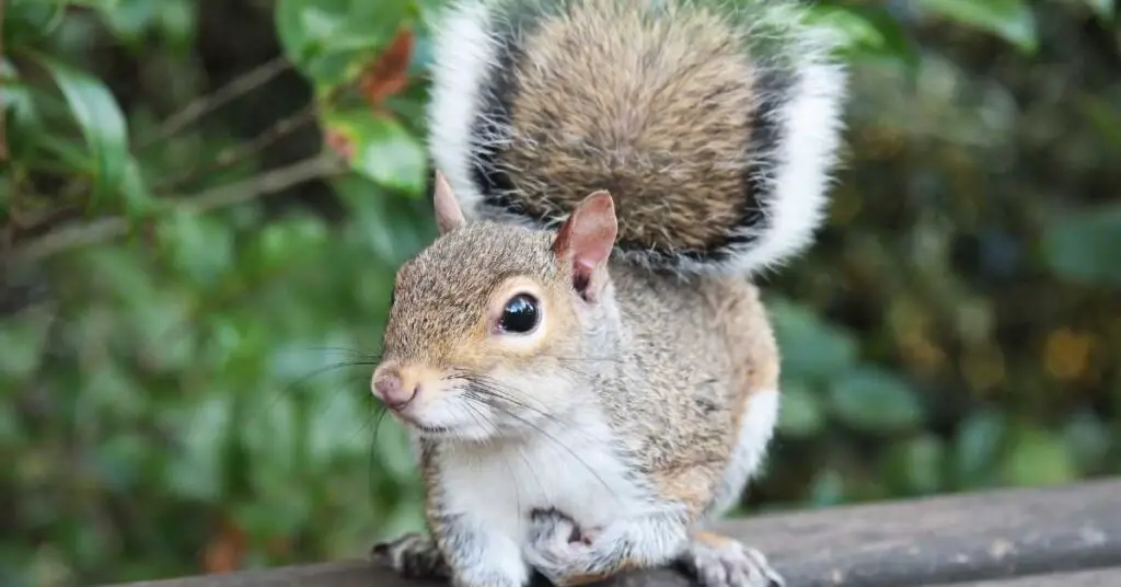 What Happens If A Squirrel Loses Its Tail Explained 