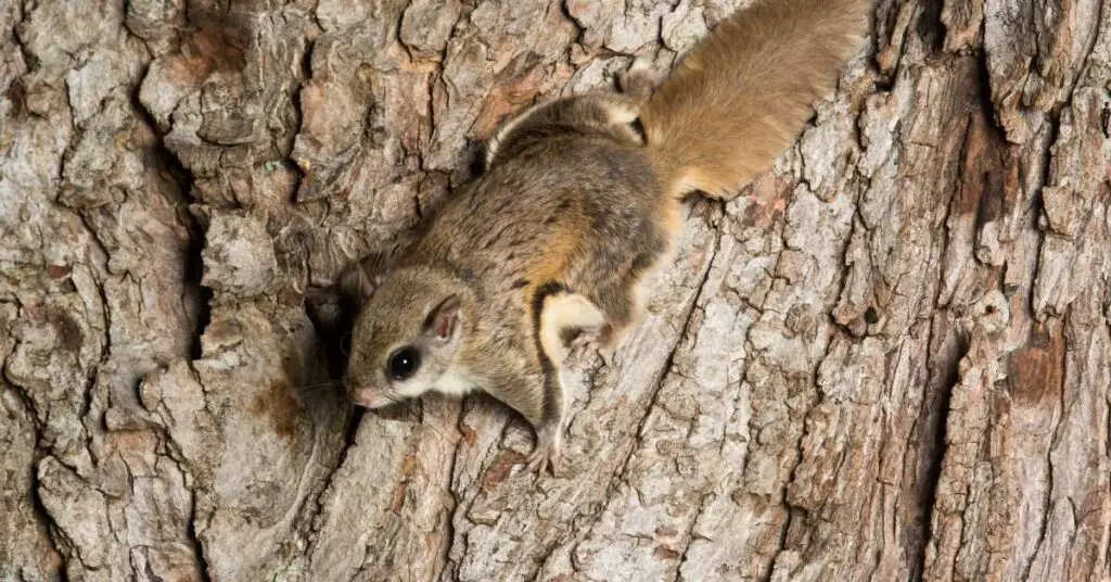 Where Are Flying Squirrels Found?