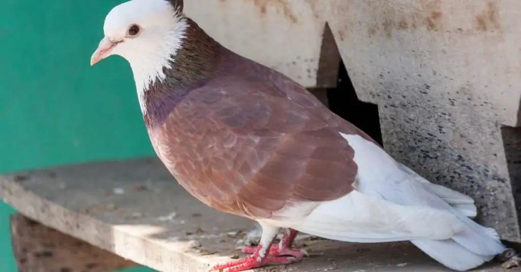 Why Are Pigeons Not Afraid of Humans? (Explained)