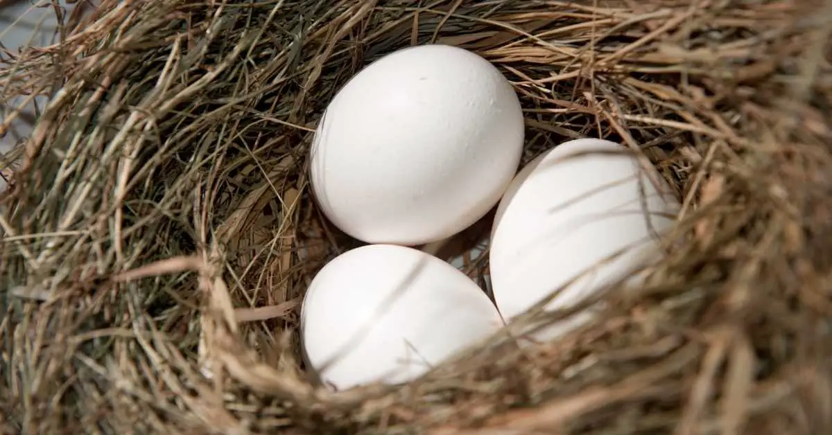 Why Do Pigeons Abandon Their Eggs?