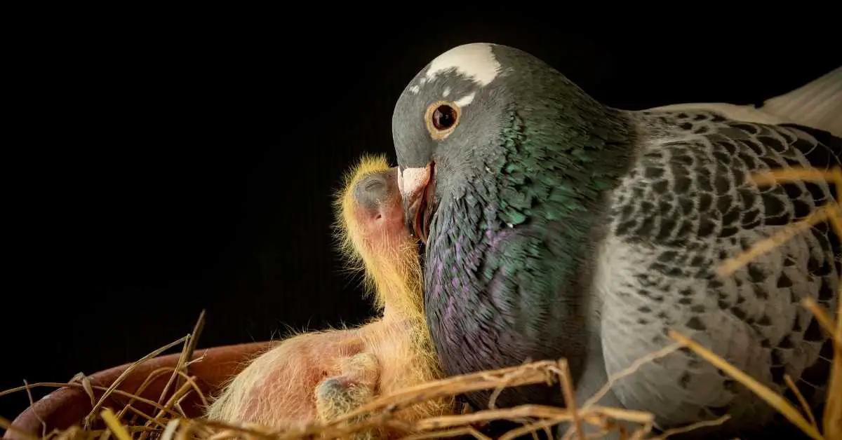 Why Do Pigeons Attack Baby Pigeons?