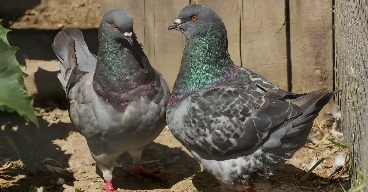 Why Do Pigeons Coo All The Time?