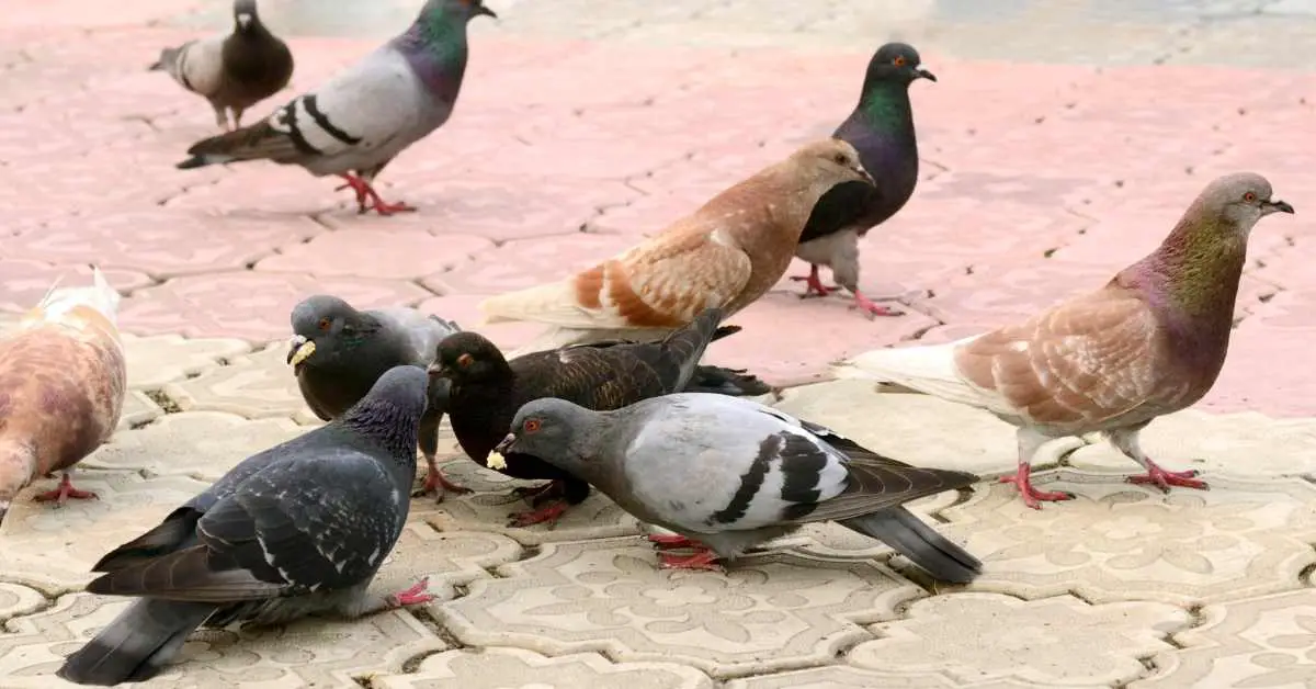 Why Do Pigeons Live in Cities?