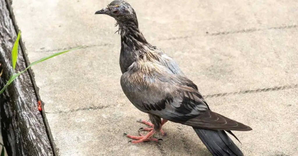 why-do-pigeons-lose-their-feathers-explained