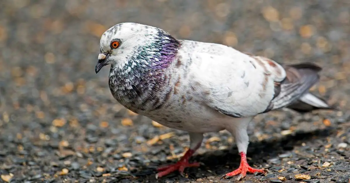 Why Do Pigeons Need Grit?
