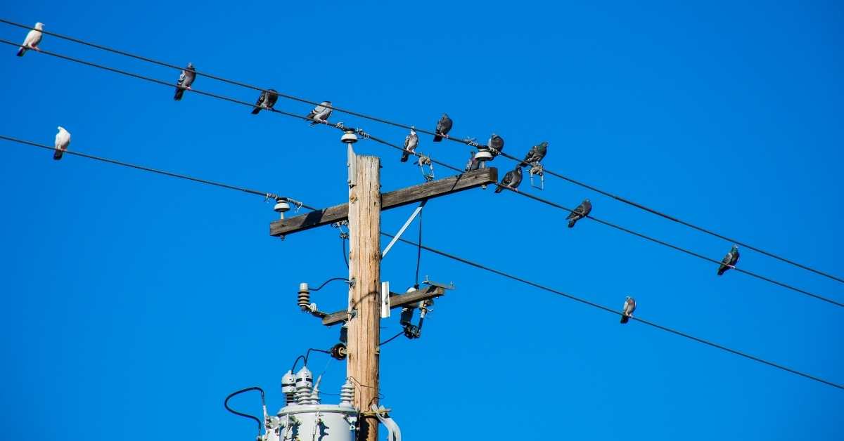 Why Do Pigeons Not Get Electrocuted?