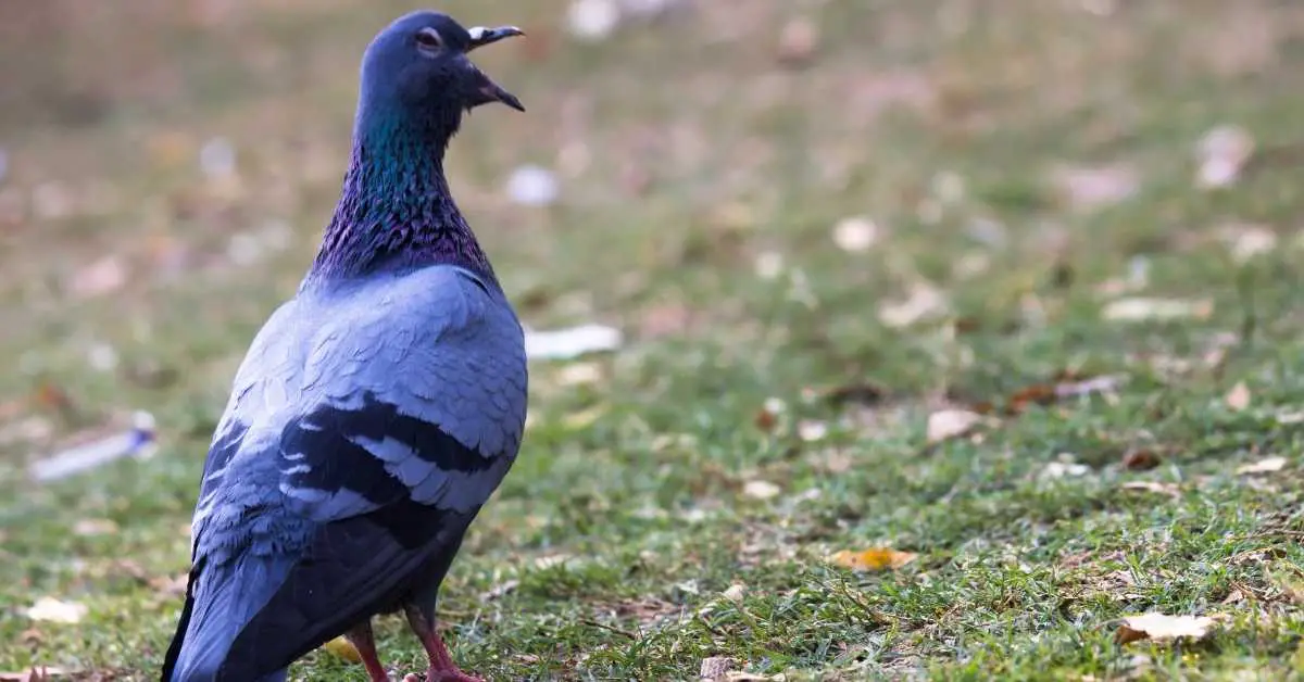Why Do Pigeons Open Their Mouth?