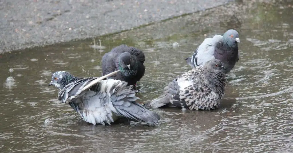 Why Do Pigeons Open Their Wings in the Rain?