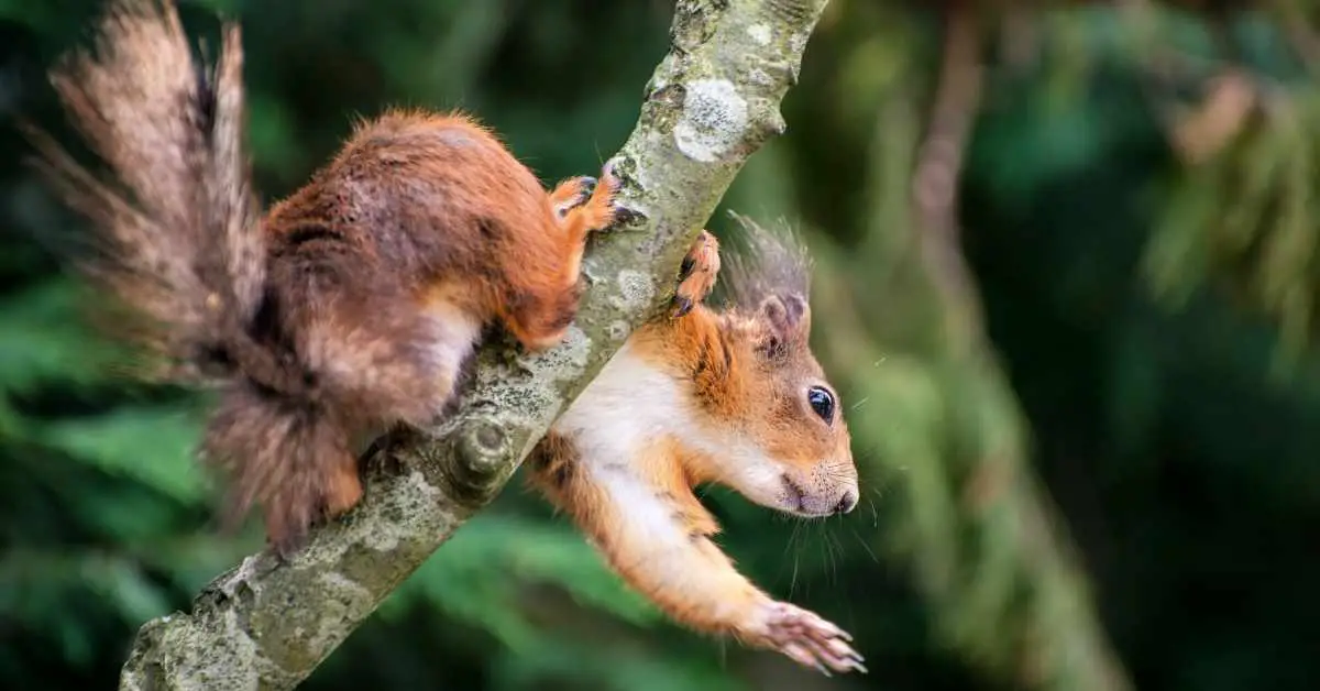 Why Do Squirrels Carry Other Squirrels?