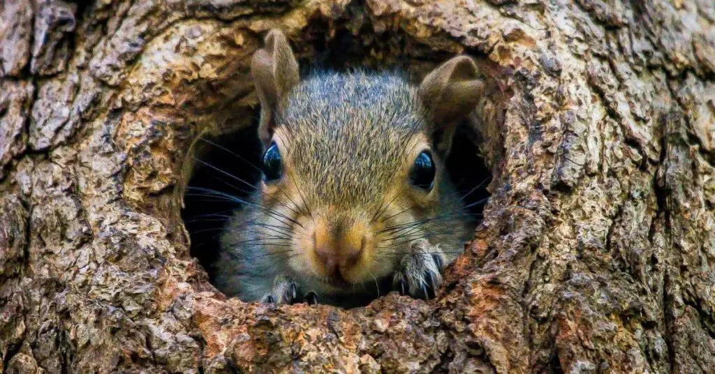 Are Squirrels Bad for Trees?
