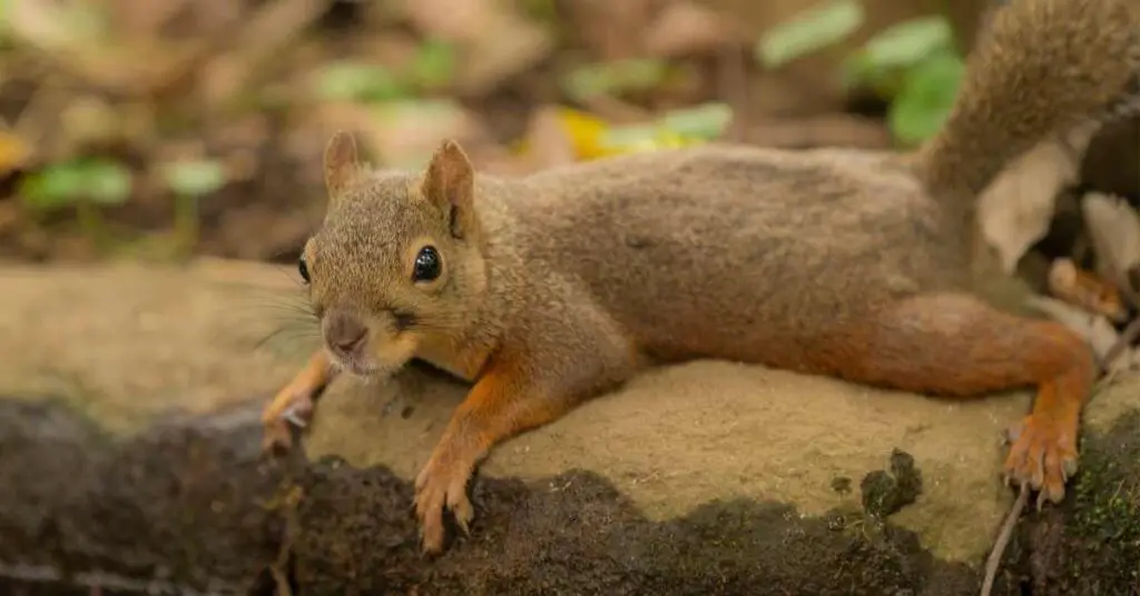 Are Squirrels Color Blind?