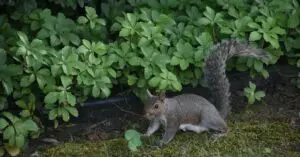 Are Squirrels a Pest in the Garden?