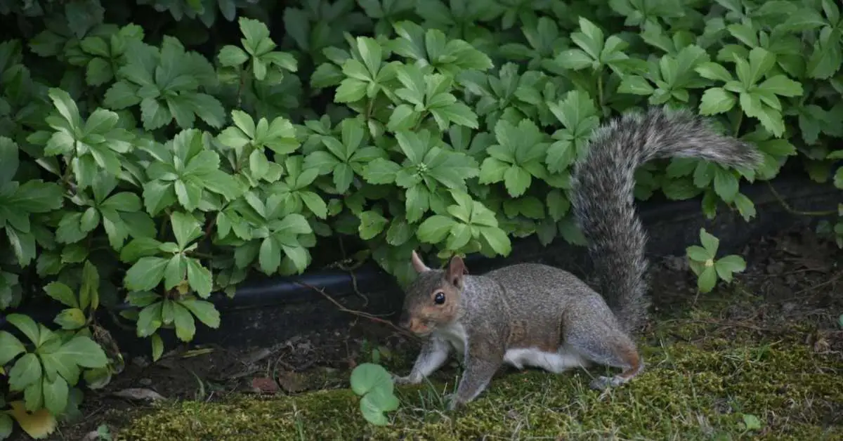 Are Squirrels a Pest in the Garden?