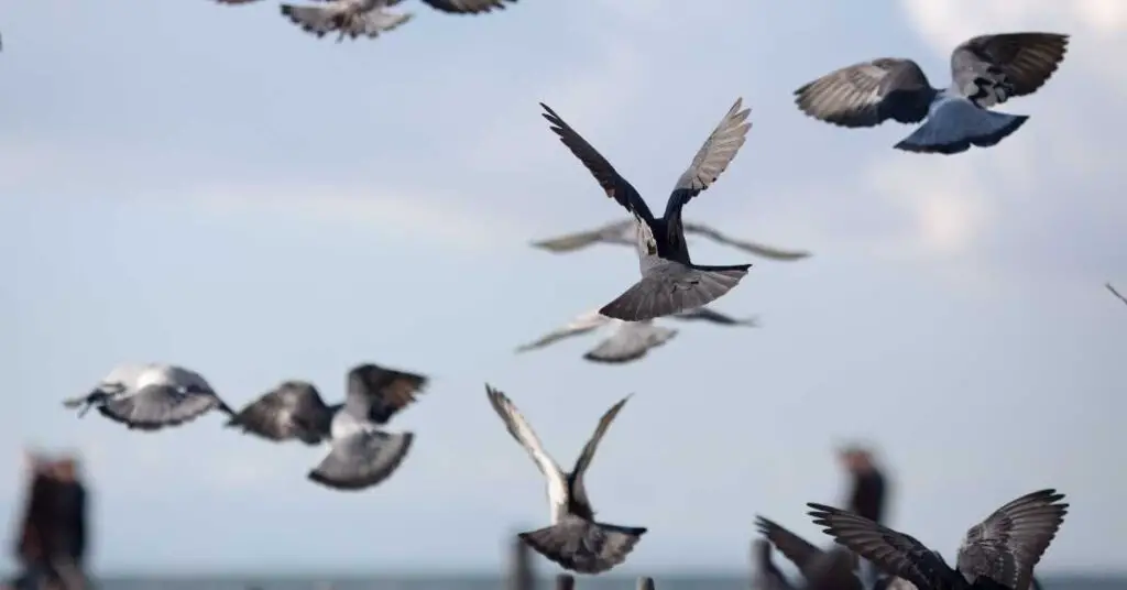 Can Pigeons Poop While Flying?
