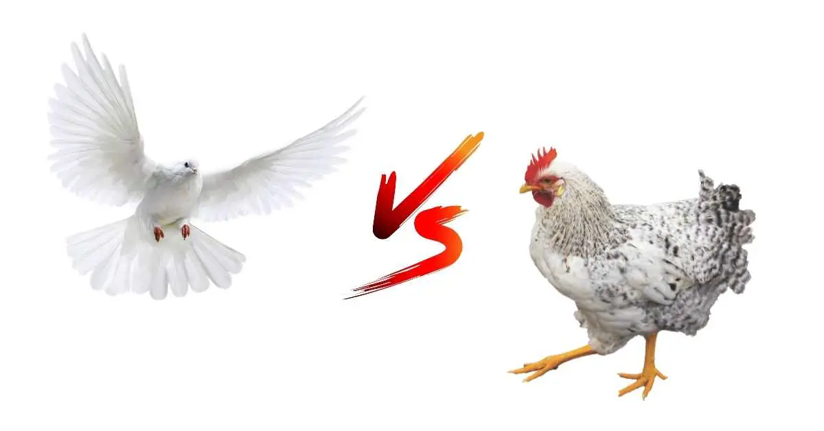 Can Pigeons and Chickens Live Together?