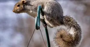 Can Squirrels Climb Metal Pole?