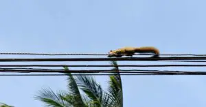 Can Squirrels Walk on Power Lines?