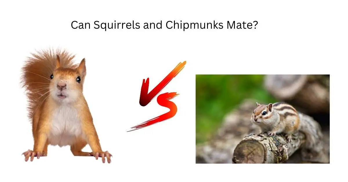 Can Squirrels and Chipmunks Mate?