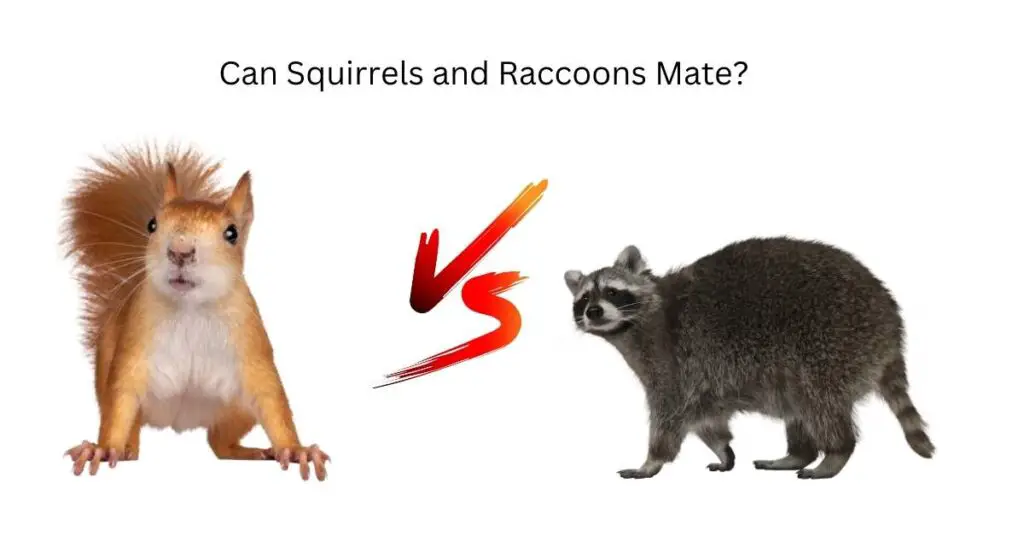 Can Squirrels and Raccoons Mate?