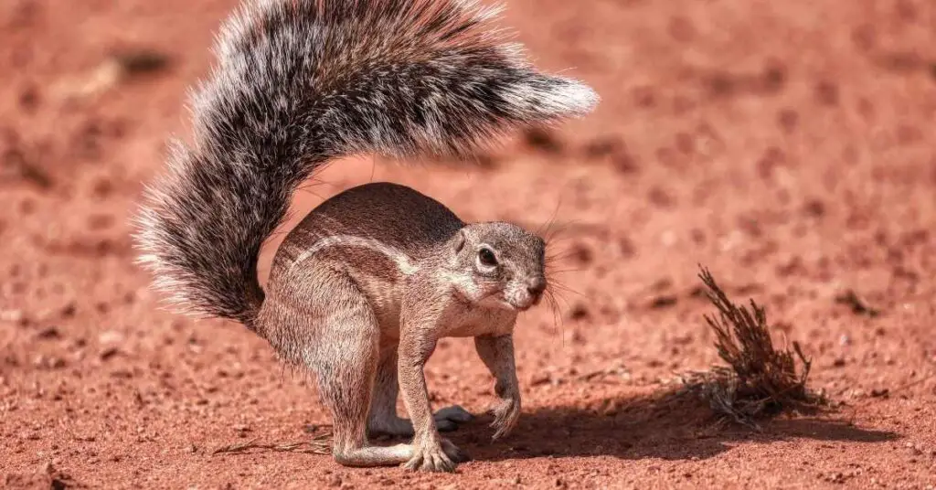 Do Squirrels Use Their Tails as Umbrellas?
