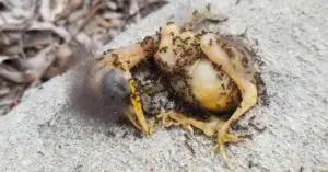 How to Get Ants Off a Baby Bird?