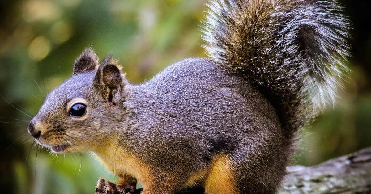 What Does a Fox Squirrel Look Like?