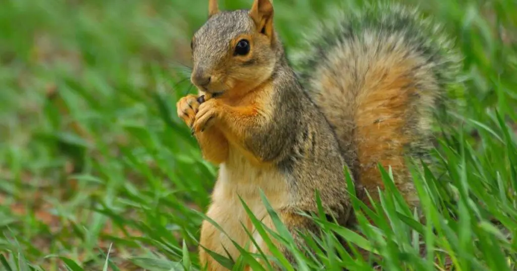 Why Are Squirrels Called Squirrels?