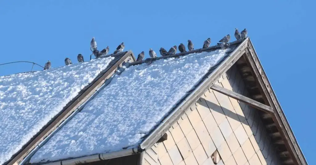 Why Do Pigeons Congregate on One Roof?
