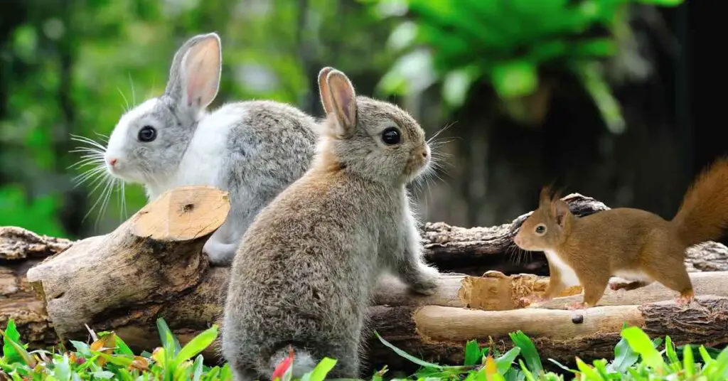 Can Rabbits Eat Squirrel Food? - Small Garden DIY