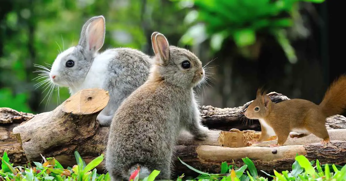 Can Rabbits Eat Squirrel Food?