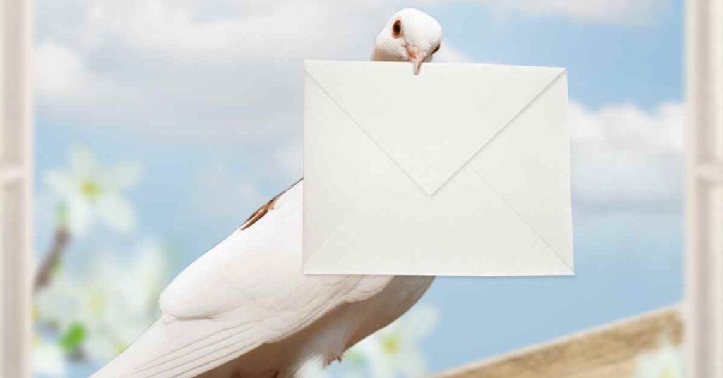 Can You Train a Pigeon to Deliver Messages? (Explained)