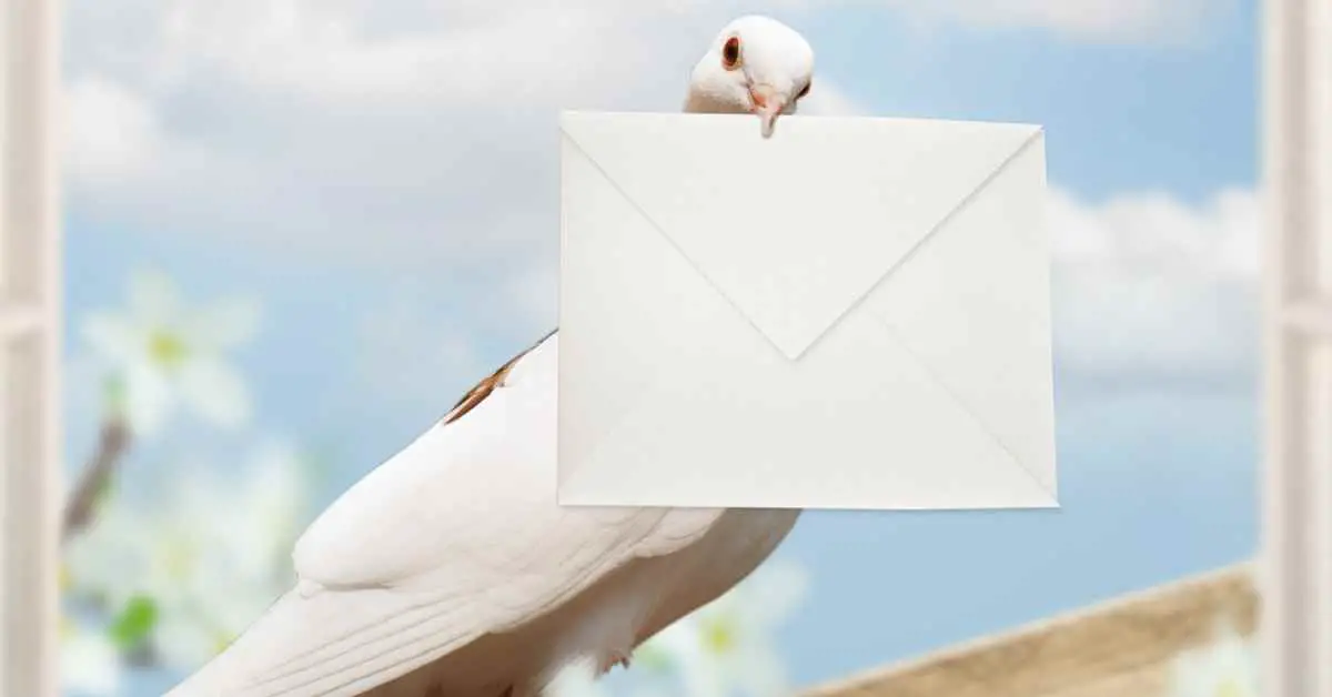 Can You Train a Pigeon to Deliver Messages?