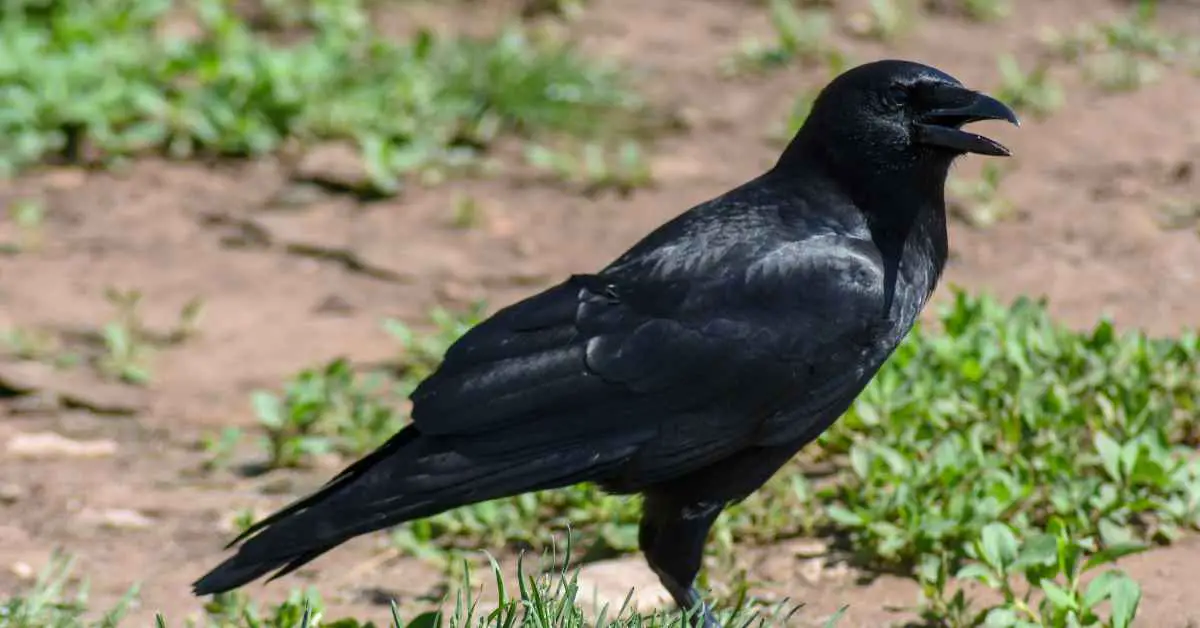 Do Crows Bury Their Food?