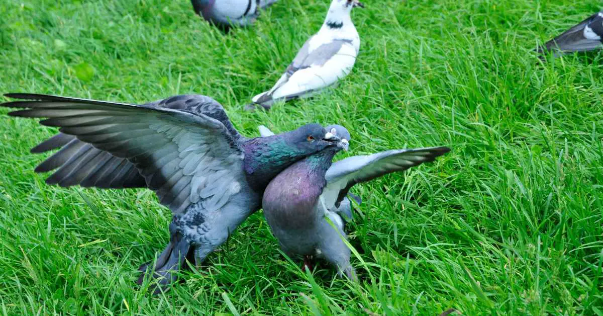 Do Pigeons Attack Other Birds?