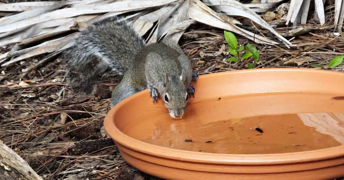 Do Squirrels Drink Sugar Water?