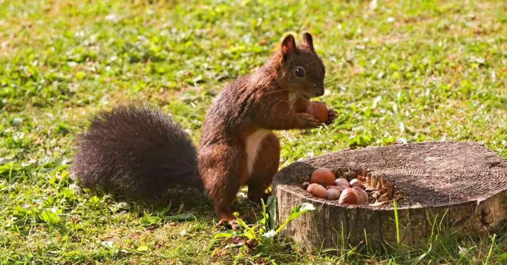 Do Squirrels Know When to Stop Eating? Small Garden DIY